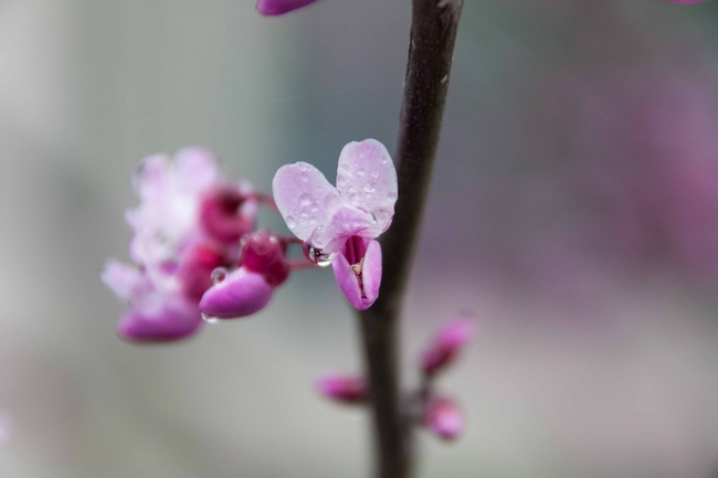 Cercis occidentalis blossom close-up by Allicon Garcia