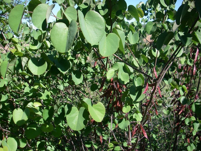 Cercis occidentalis leaves and seed pods by John Comeau