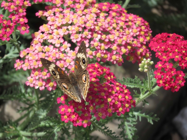 Buckeye butterfly on paprika yarrow by J. Alosi