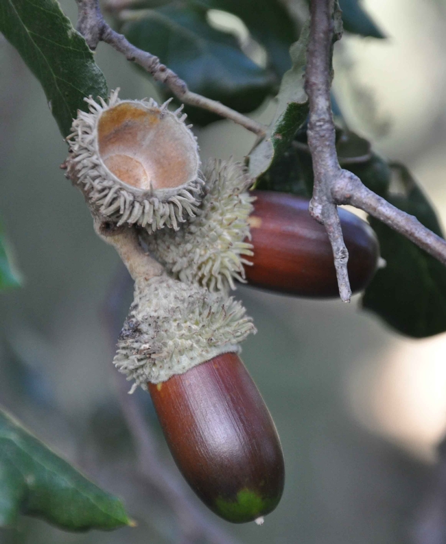 Cork oak acorns by Xemenendura