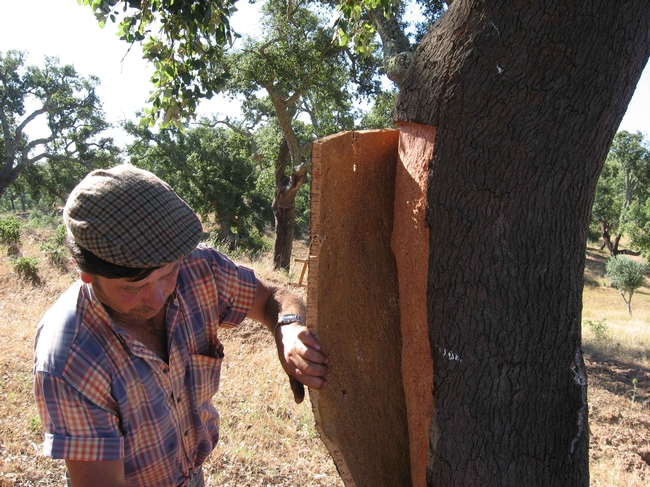 Cork oak stripping in the Netherlands by Nocampo