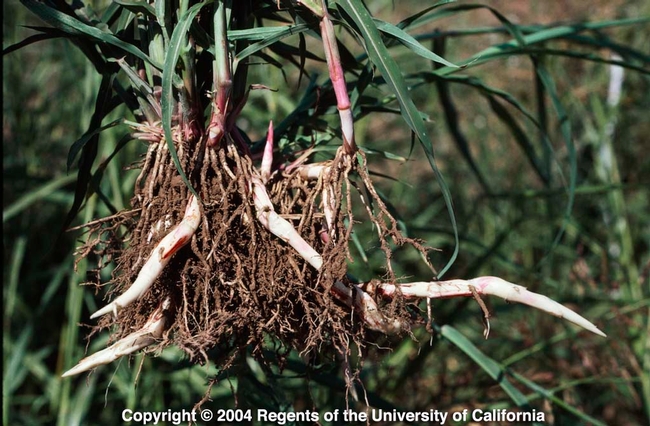 Johnsongrass rhizome, UC ANR