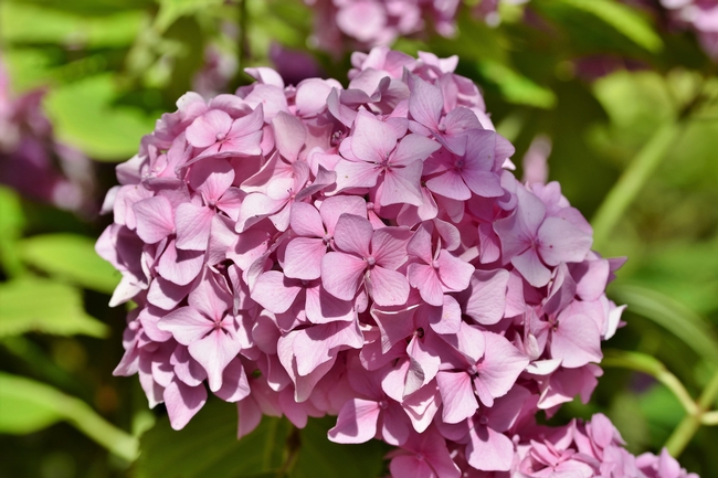 Alkaline soils produce pink hydrangea flowers