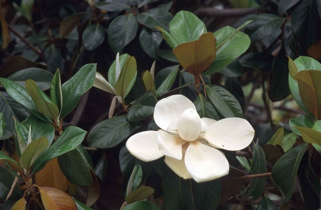 Magnolia flower by Jack Kelly Clark, UC IPM
