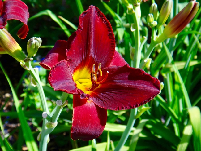 Daylily by Brent McGhie
