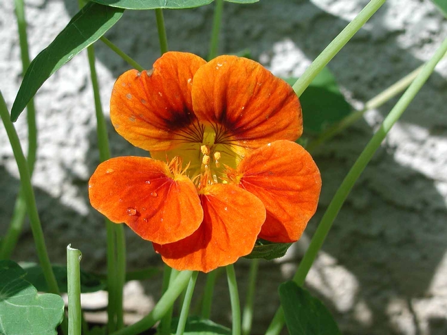 Orange nasturtium (Tropaeolum majus) by Cheryl Reynolds, UC IPM
