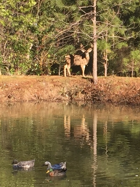 Deer at pond by Kim Schwind