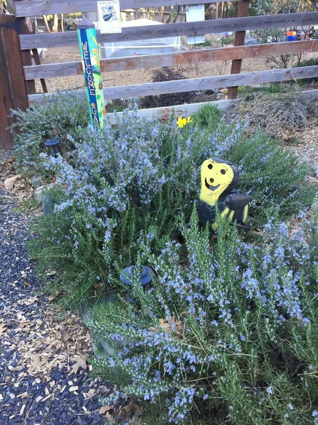 Deer obstacles in rosemary plants by Kim Schwind