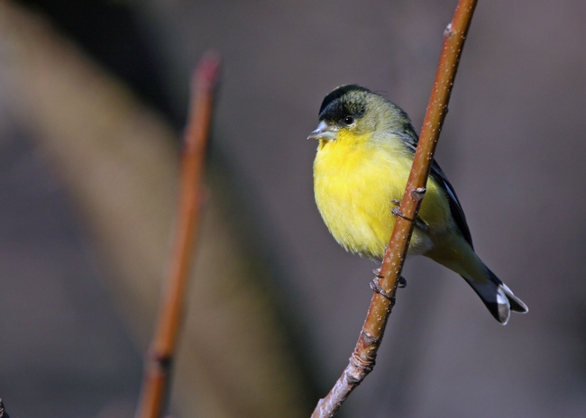 Lesser Goldfinch by S. Moore