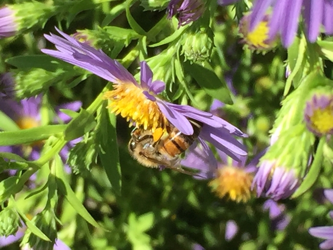 Honeybee on aster, Kim Schwind