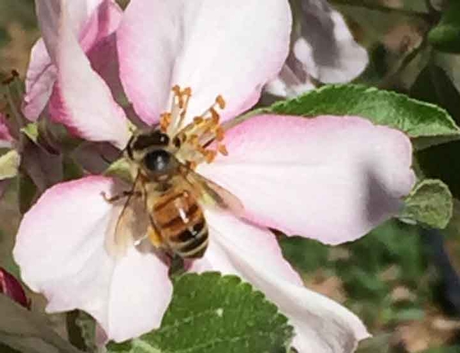 Honey bee on apple blossom, Kim Schwind