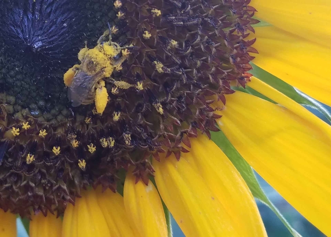 Honeybee covered in pollen, J Alosi