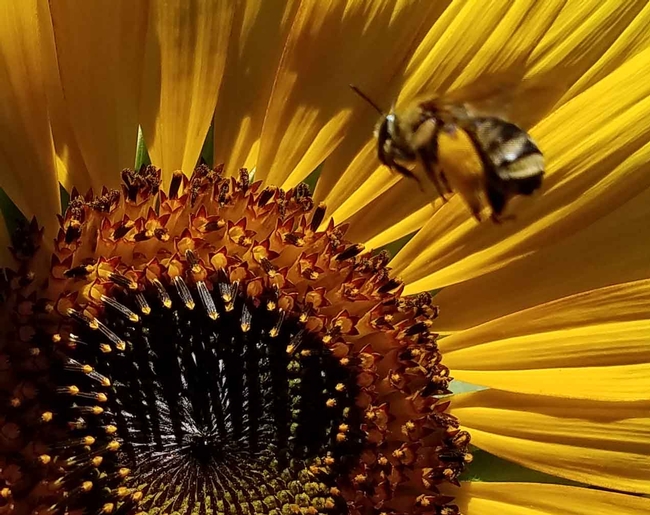 Bee flying to sunflower, J Alosi