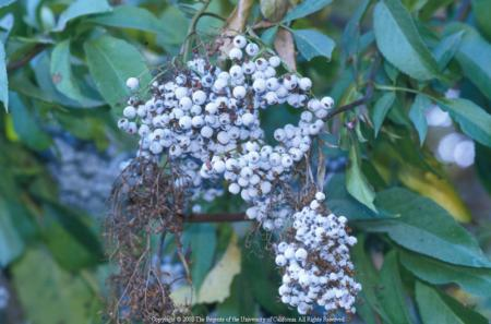 Blue elderberry berries, UC ANR