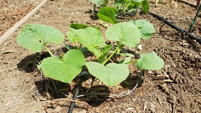No Till butternut squash planted after cutting cover crop, J. Alosi