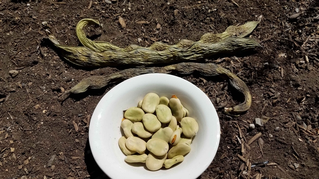 Fava beans, J Alosi