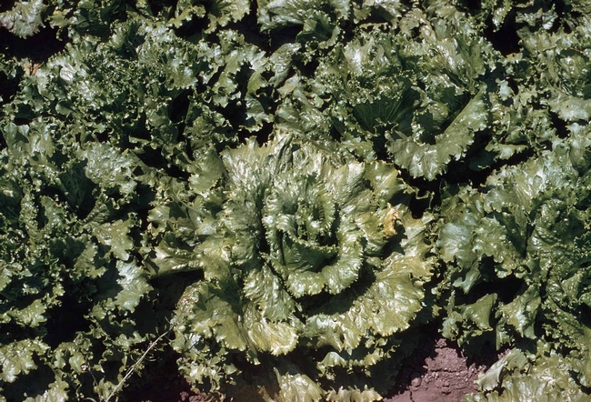 Virus on lettuce, Dennis H. Hall, UC IPM Program