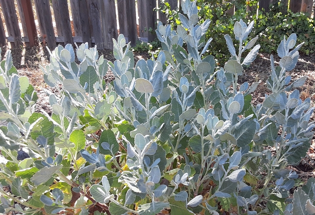 Giant Buckwheat leaves are soft gray green, Laura Lukes