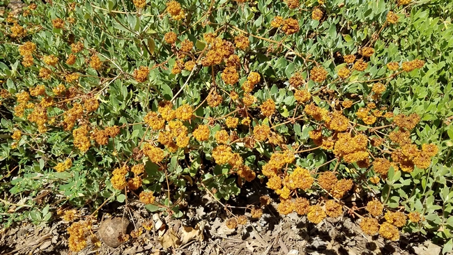 Sulfur buckwheat (eriogonum umbellatum) dried flowers, J. Alosi