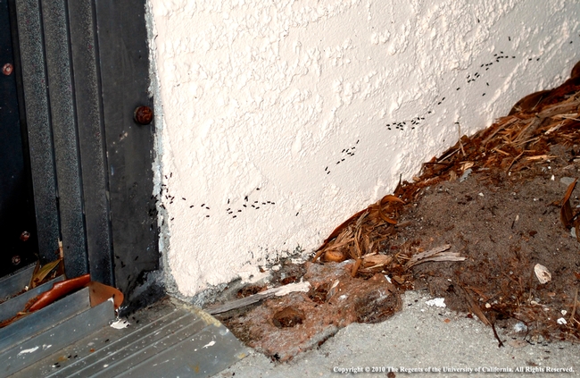 Ant trail on building exterior, Evett Kilmartin UC ANR