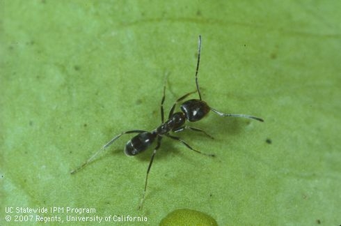 Adult Argentine ant, Jack Kelly Clark, UC IPM
