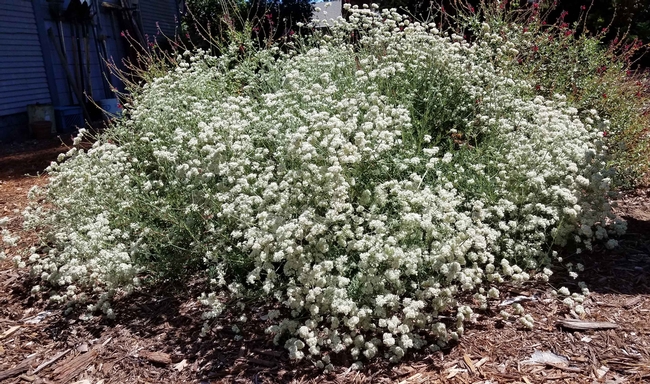 California buckwheat (eriogonum fasciculatum), J. Alosi