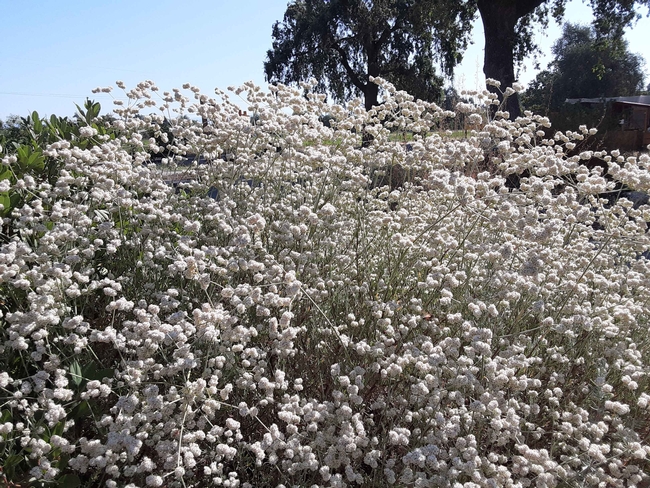 California buckwheat flowers sit atop slender, flexible stems, Laura Lukes