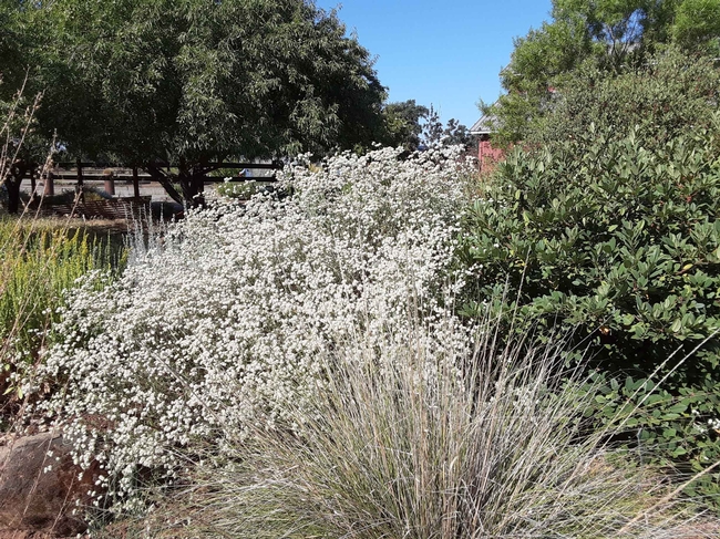 California buckwheat thrives among other native plants at the Demonstration Garden, Laura Lukes