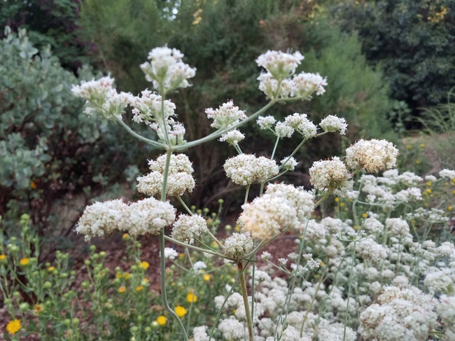 California buckwheat flowers, J. Alosi