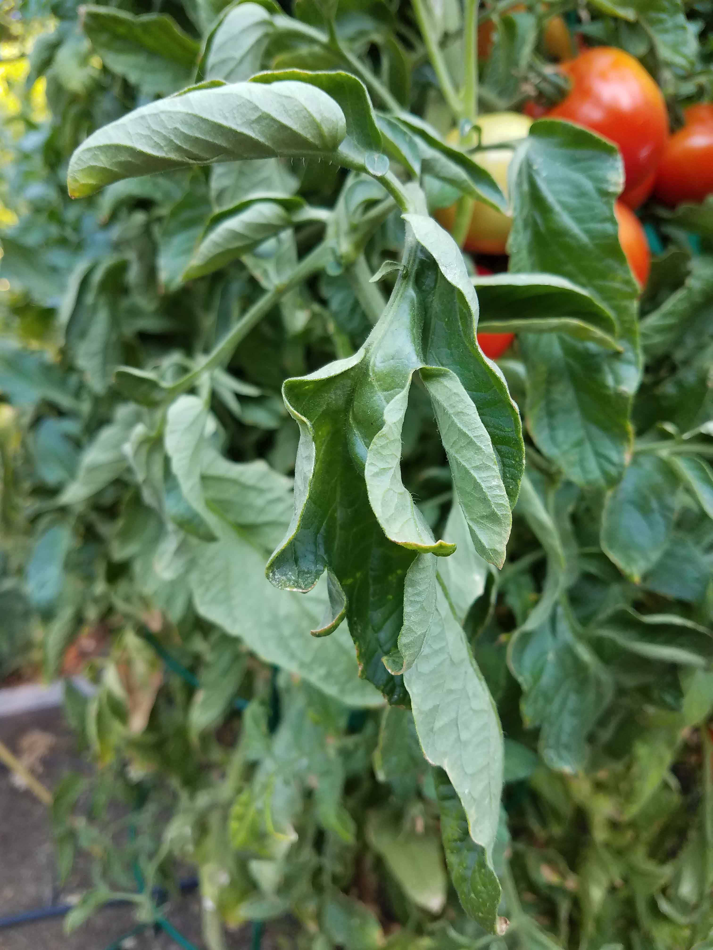 cherry tomato plant leaves