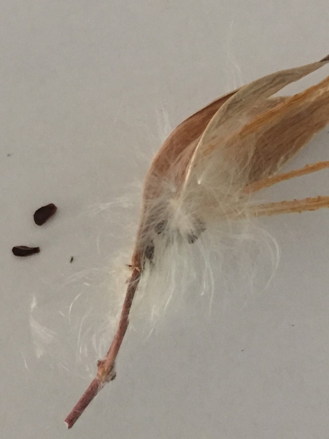 Milkweed pod, pappus and seed, Kim Schwind