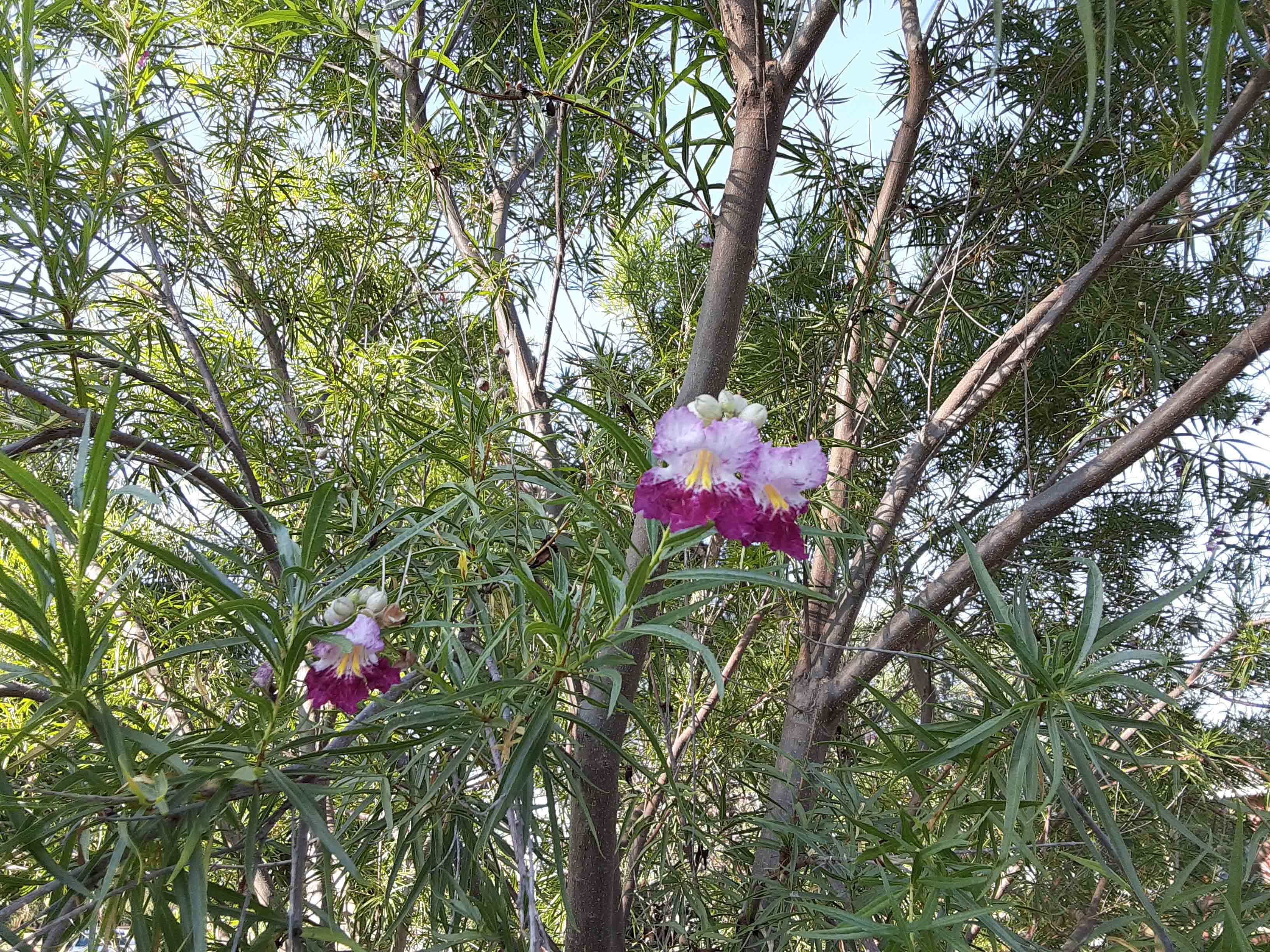 Desert Willow Tree Seeds Freshly Harvested  2019 100 Purple Orchid like Flower 