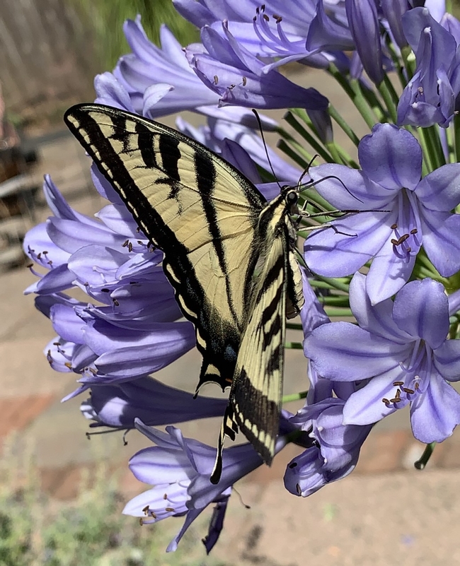 Swallowtail butterfly on Agapanthus, Laura Kling