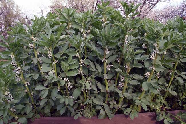Cover crop of fava bean plants, J. Alosi