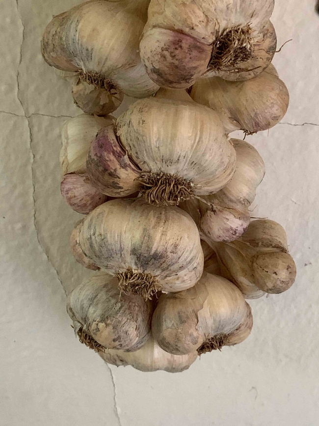 Braided garlic drying, Laura Kling