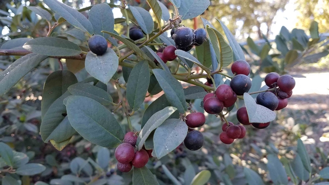 Eva Case Coffeeberry berries, J. Alosi