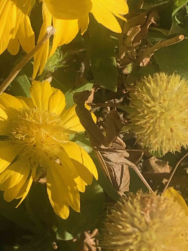 Blanketflower with praying mantis, Ellen Michels