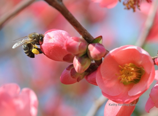 Honey bee visiting flowering quince, Kathy Keatley Gravey