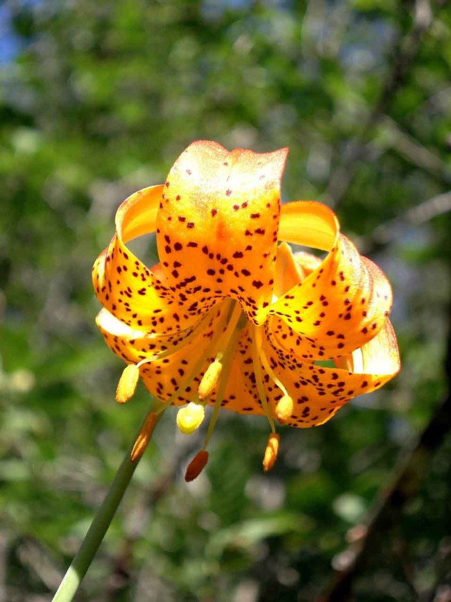 Leopard lily, Brent McGhie