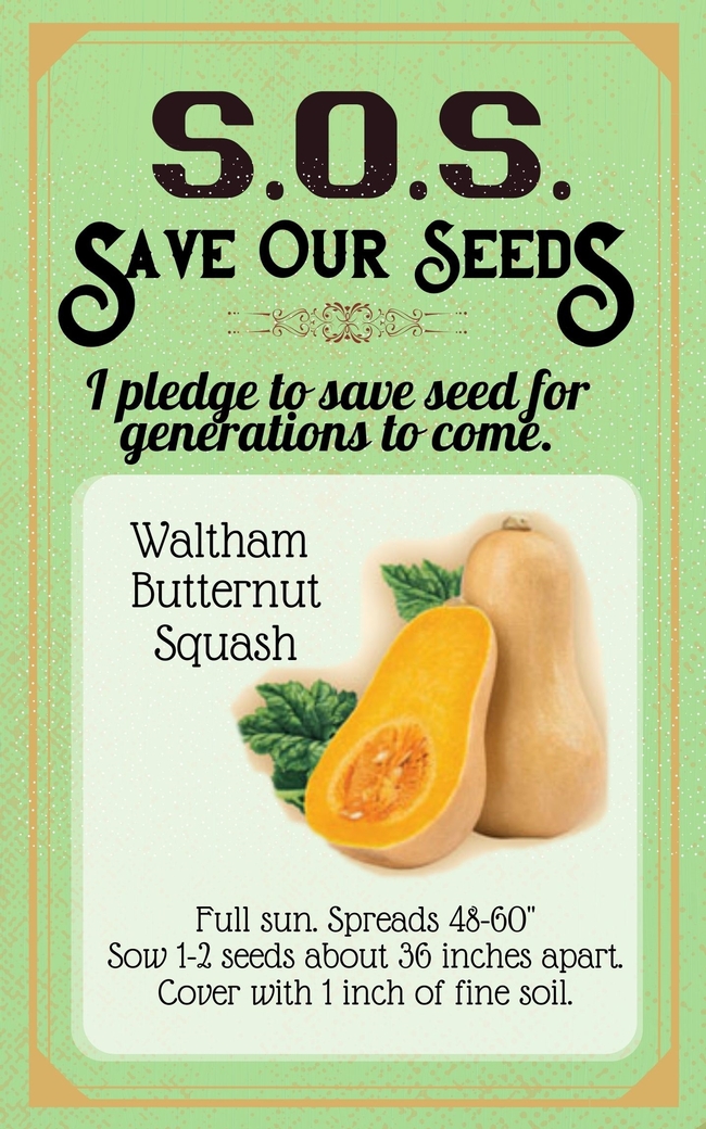 Save Our Seeds Summer 2020 Seed Packet Butternut Squash
