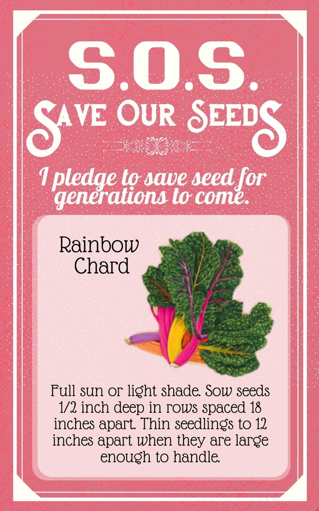 Save Our Seeds Summer 2020 Seed Packet Rainbow Chard
