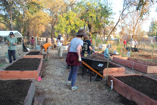Volunteers fill new beds with soil at the Paradise Community Garden