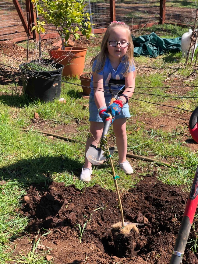 Planting an olallieberry, Debi Durham