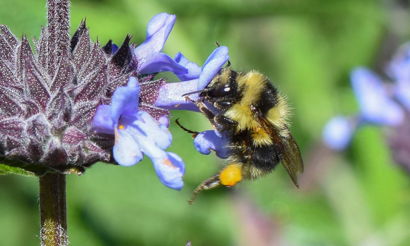 Bumble Bees in the Garden - The Real Dirt Blog - ANR Blogs