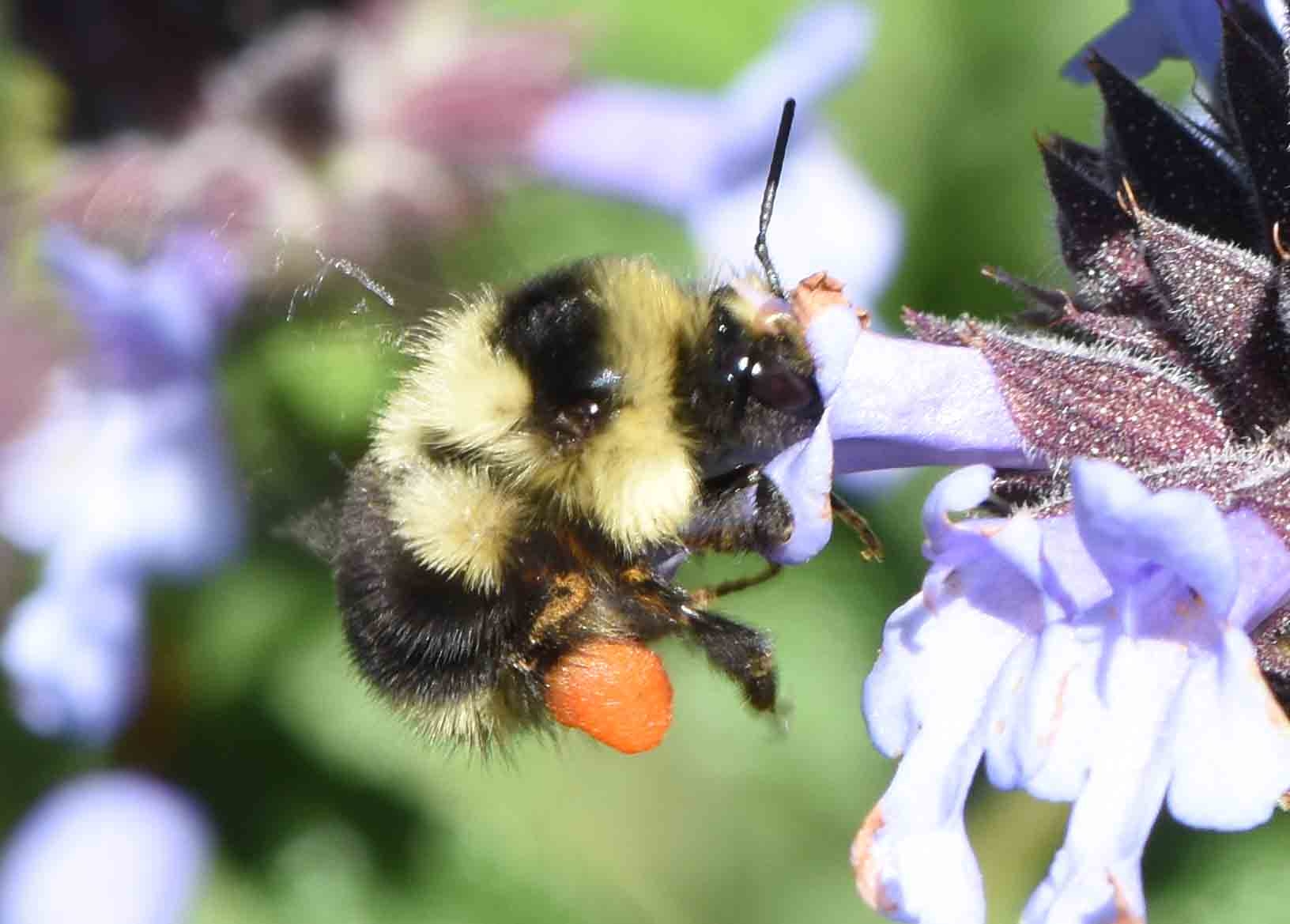 How Many Legs Do Bees Have?