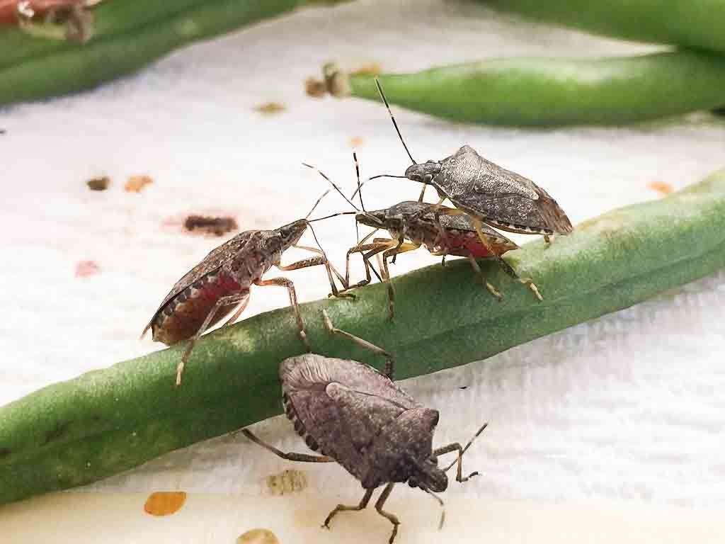 Original Indoor Stink Bug Trap