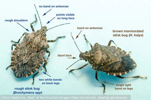 Identify and Control Stink Bugs