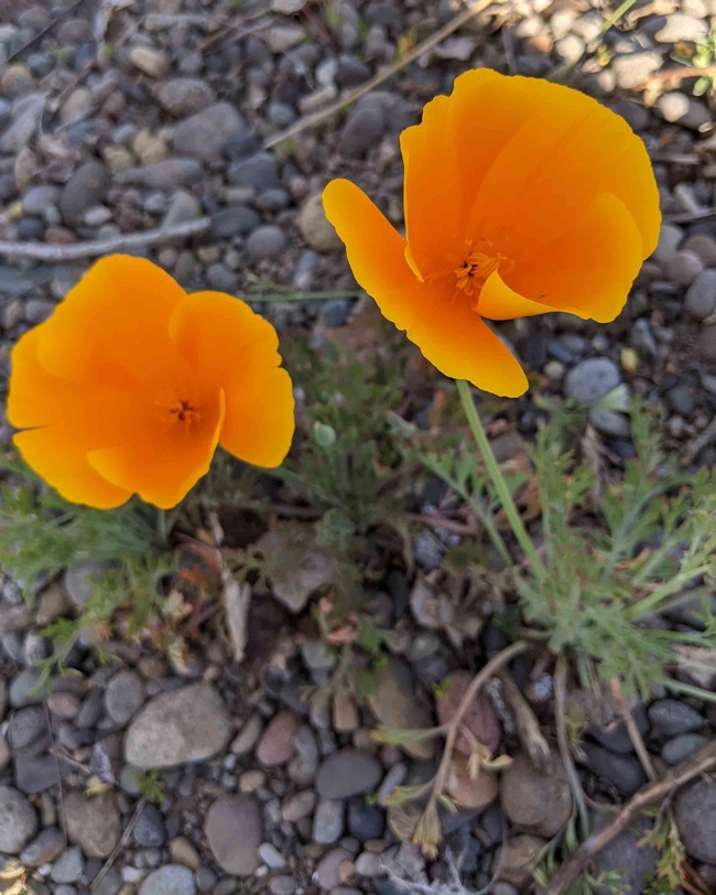California poppy grows in just about anything, Janeva Sorenson