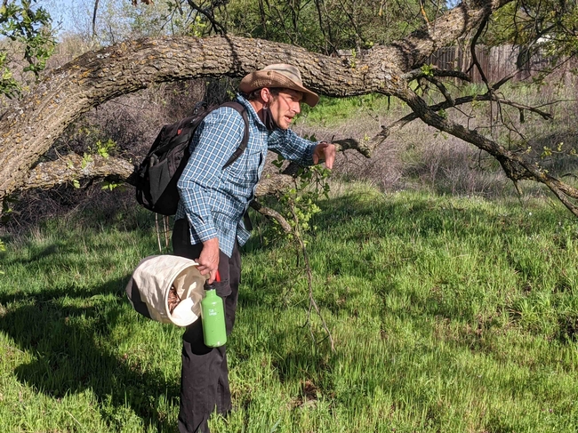 DiGenova identifies a pipevine growing on valley oak, Janeva Sorenson