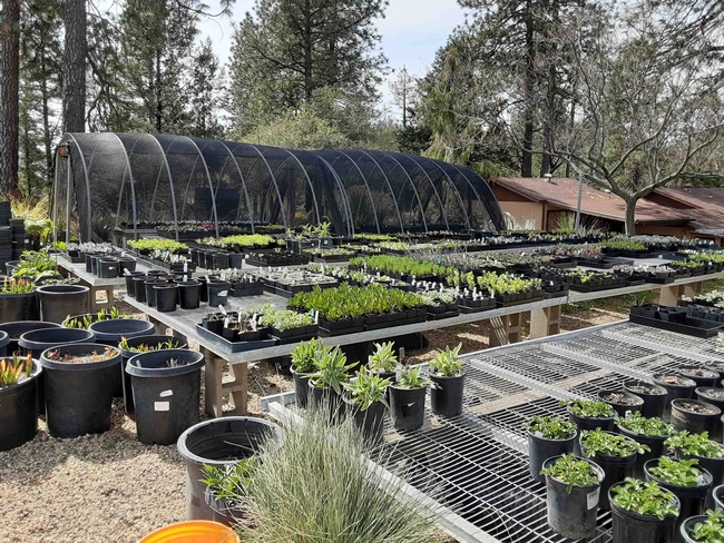 Growing the Spring Fever Nursery inventory one plant at a time, Laura Lukes